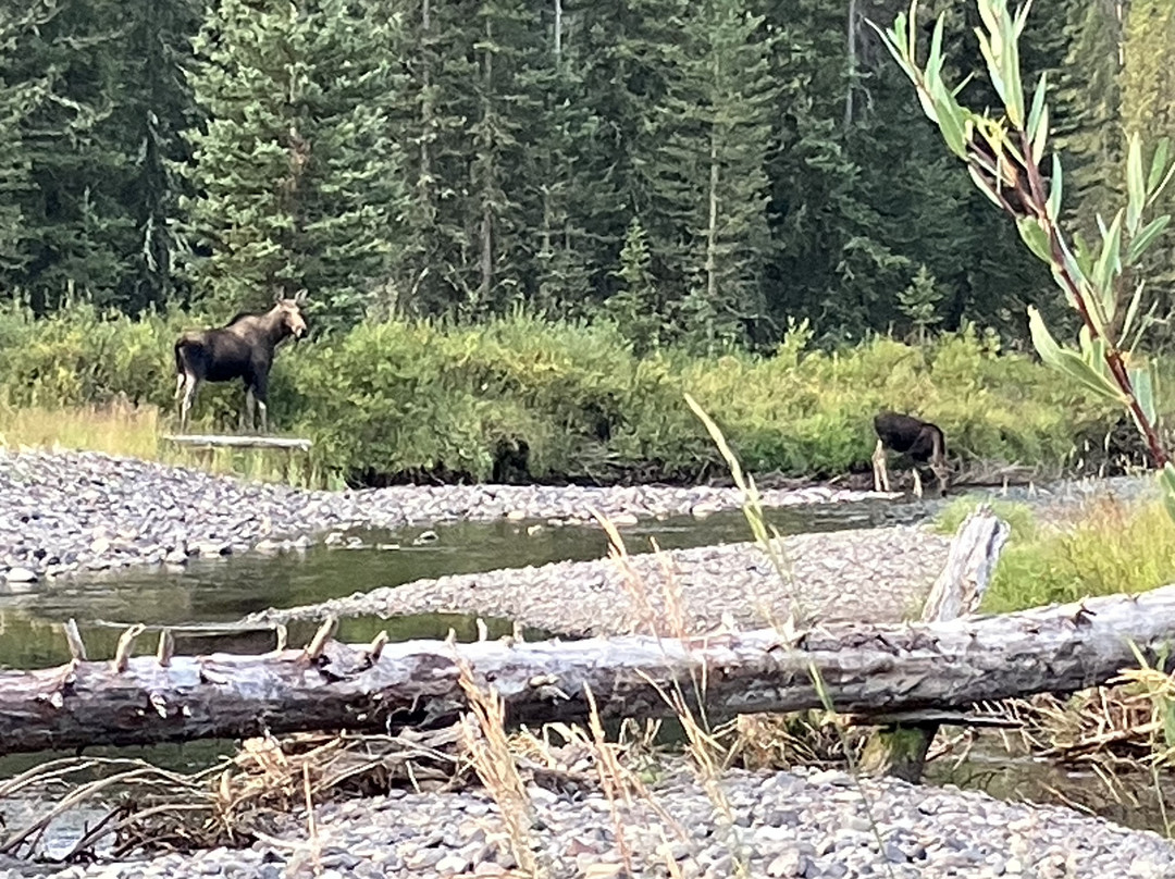 Yellowstone Wild-加德纳必去景点