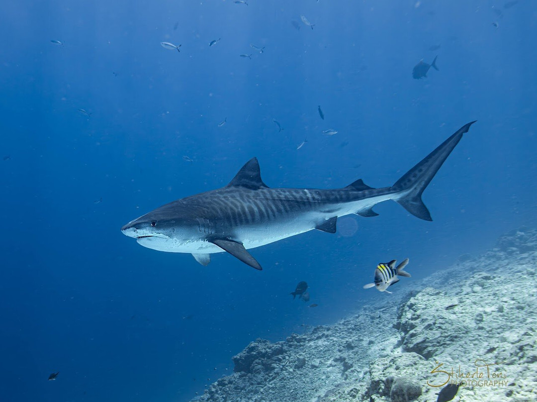 Scuba Butler Fuvahmulah-Fuvahmulah必去景点