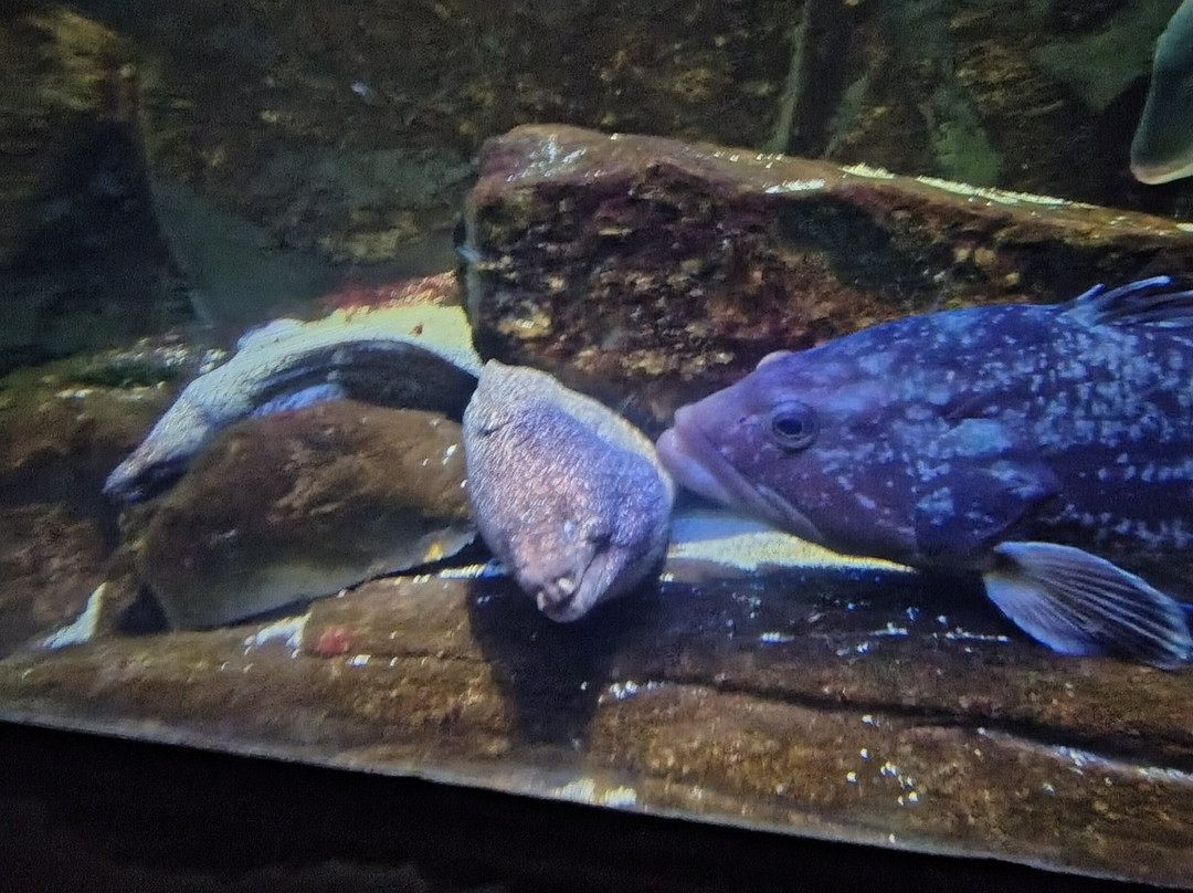 Acquario Di Livorno-里窝那必去景点