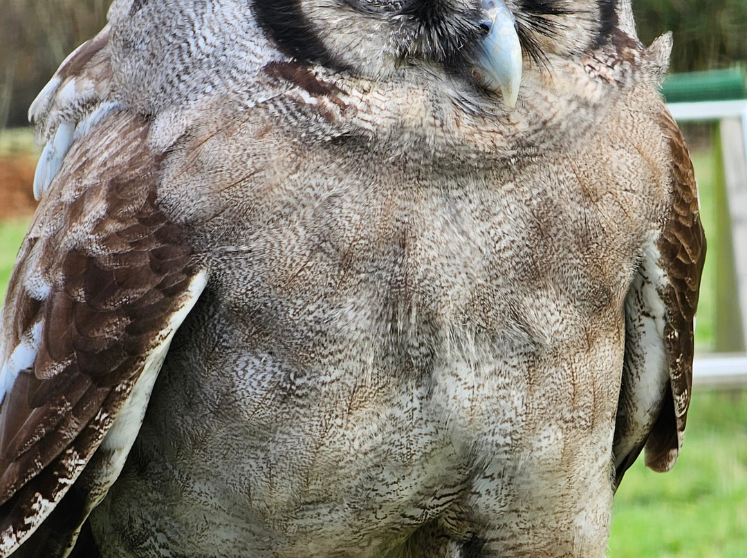 UK Owl And Raptor Centre-Groombridge必去景点