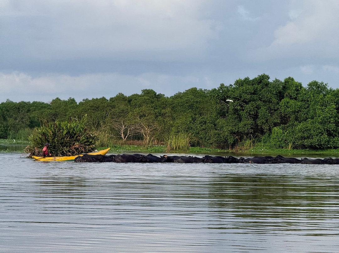 Kalametiya Bird Watching & Ecotourism-Kalametiya必去景点