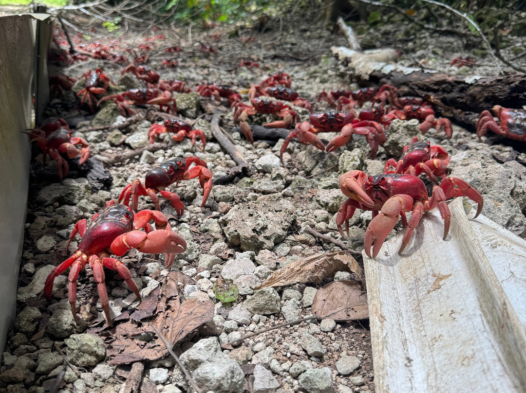 Indian Ocean Experiences-圣诞岛必去景点