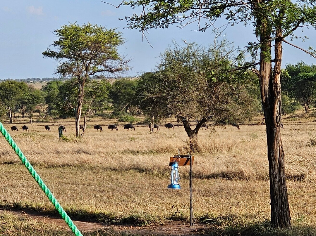 OSOTUA TENTED CAMPS-Ikoma必去景点