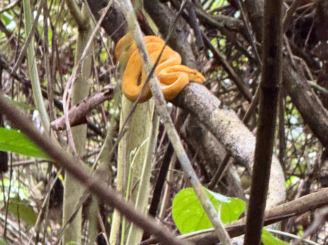 The Biologist from Cahuita-卡维塔必去景点