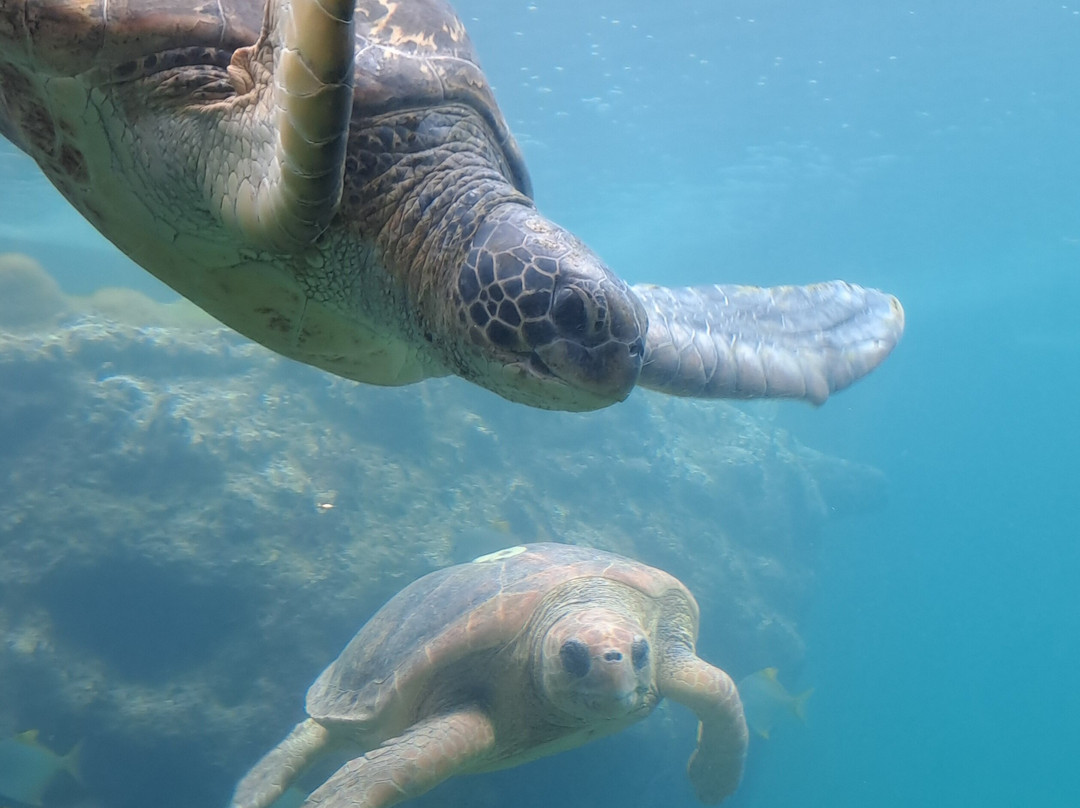 Kélonia-圣亮必去景点