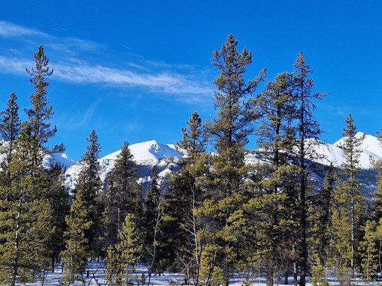 Boreal Kennels-Carcross必去景点