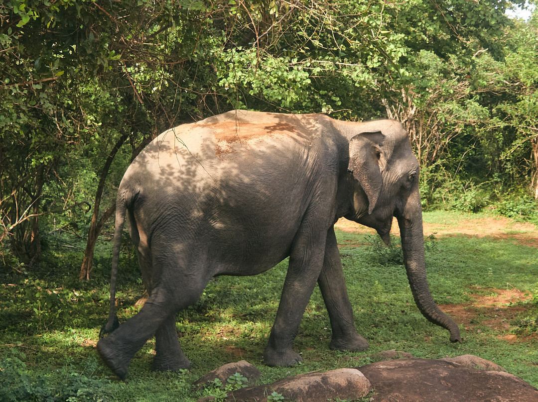 Ceylon Safari Tours-蒂瑟默哈拉默必去景点