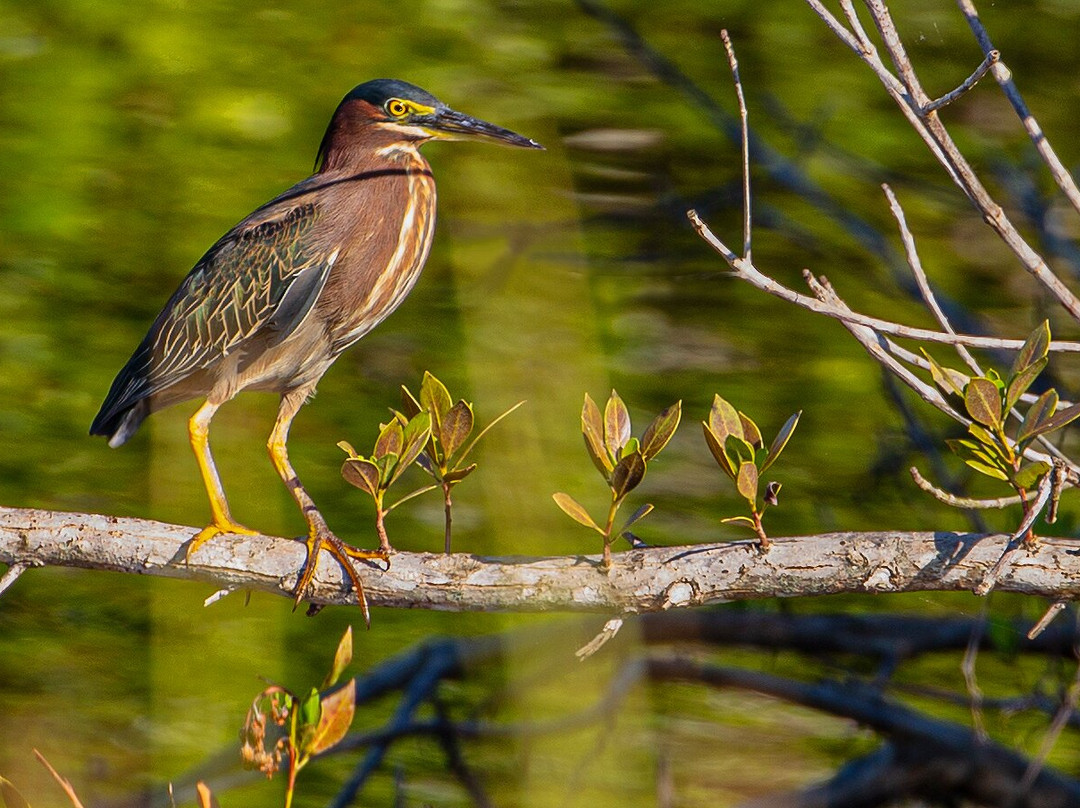 Clyde Butcher's Big Cypress Gallery-奥乔皮必去景点