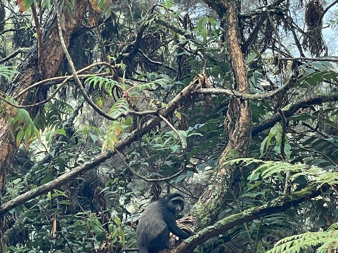 Nyungwe National Park - Rwanda-Western Province必去景点