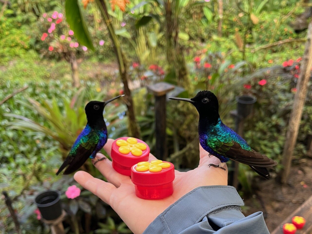 Choco Toucan Reserve-San Miguel de los Bancos必去景点