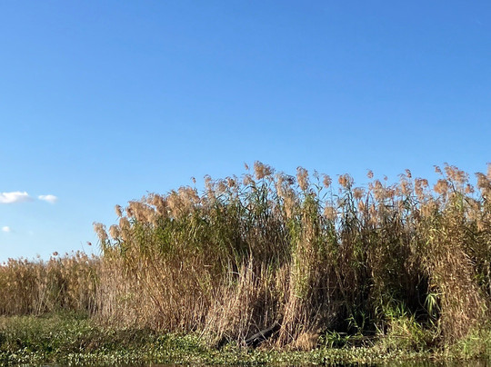 Black Hammock Adventures-Oviedo必去景点