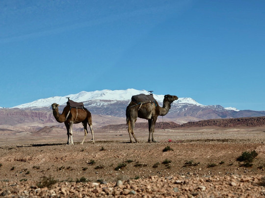 Sahara Unlimited Morocco Tours-马拉喀什必去景点