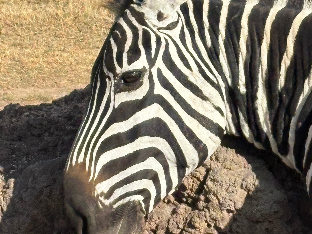 Taswira Africa Safaris-阿鲁沙必去景点