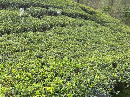 Ciao Bella Holidays-Malabe必去景点