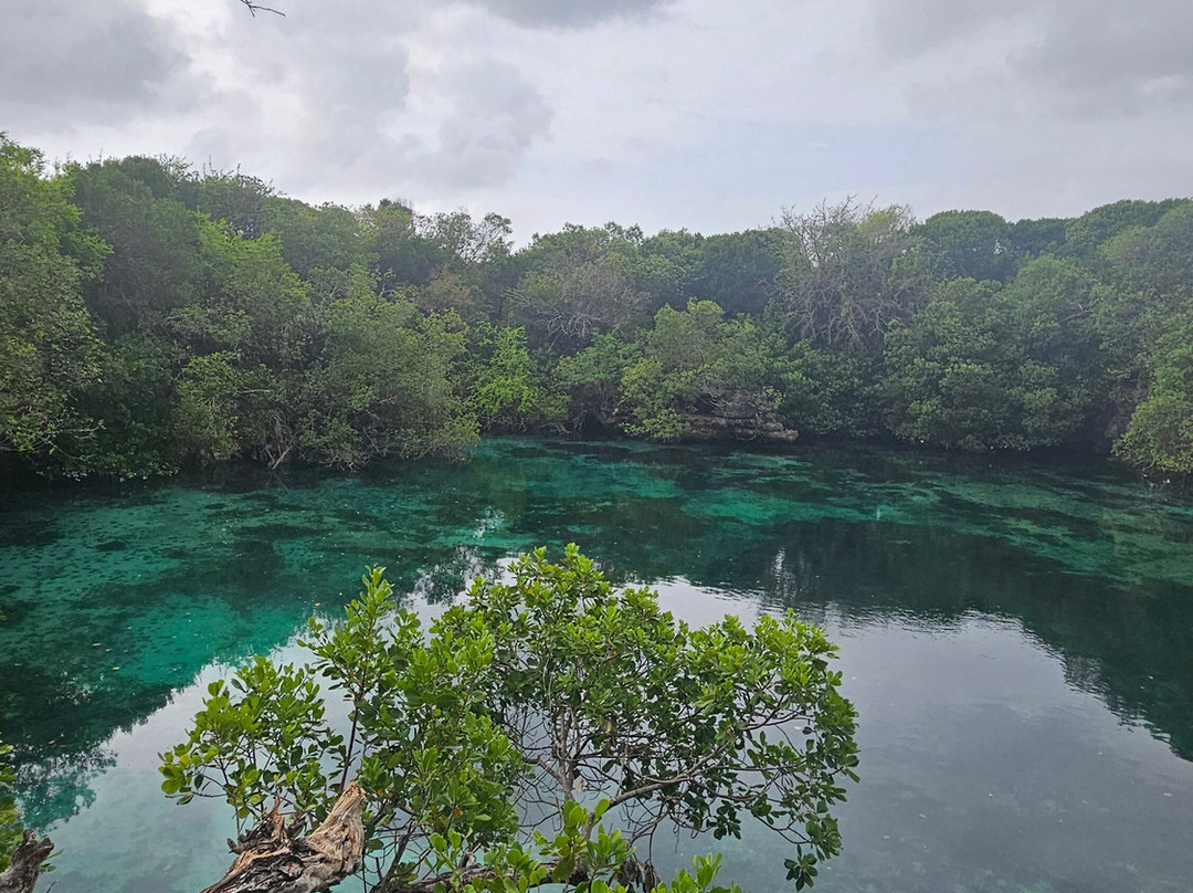 Mafia Whale Shark Tours-Kilindoni必去景点