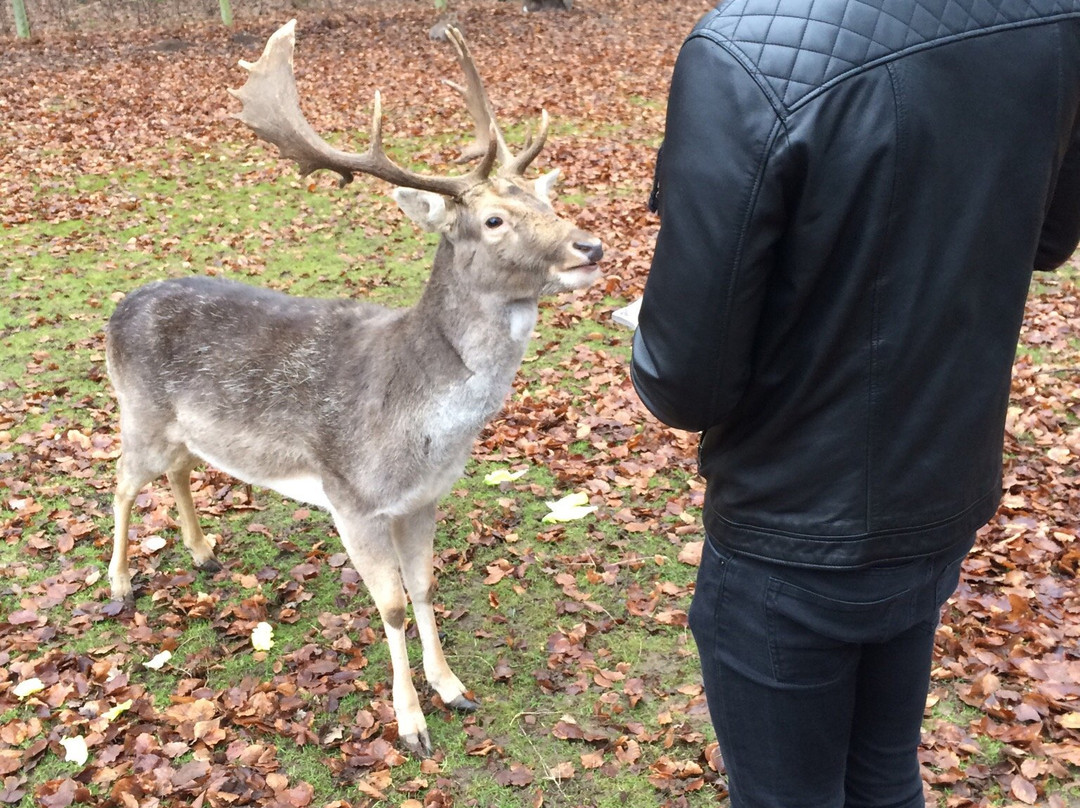 Dyrepark-Rimso必去景点