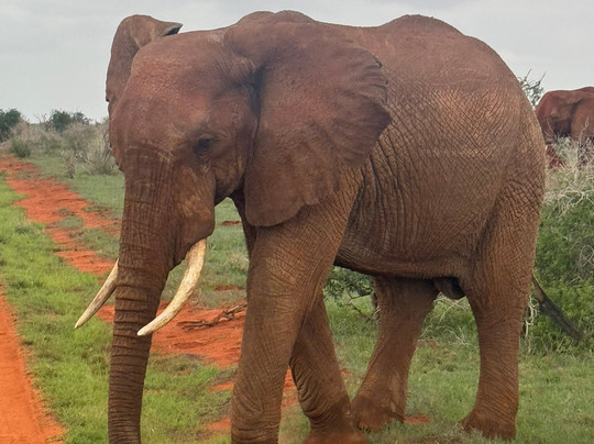 Jambo Life Safari-瓦塔木必去景点