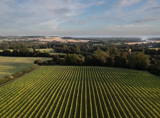 Mereworth Wines-梅德斯通必去景点