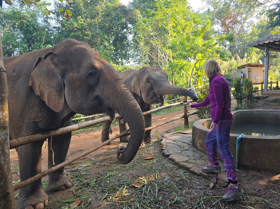 Elephant Sanctuary Care Park-清迈必去景点