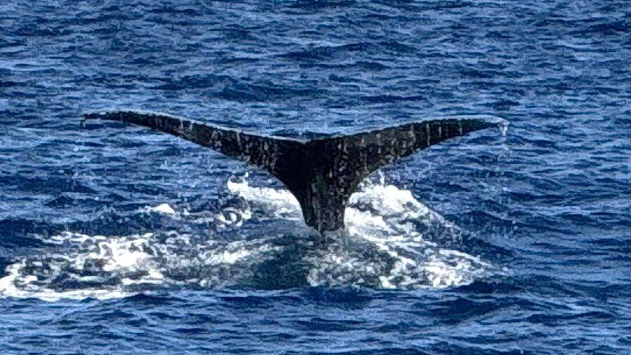 Blue Dolphin Charters-埃里埃利必去景点