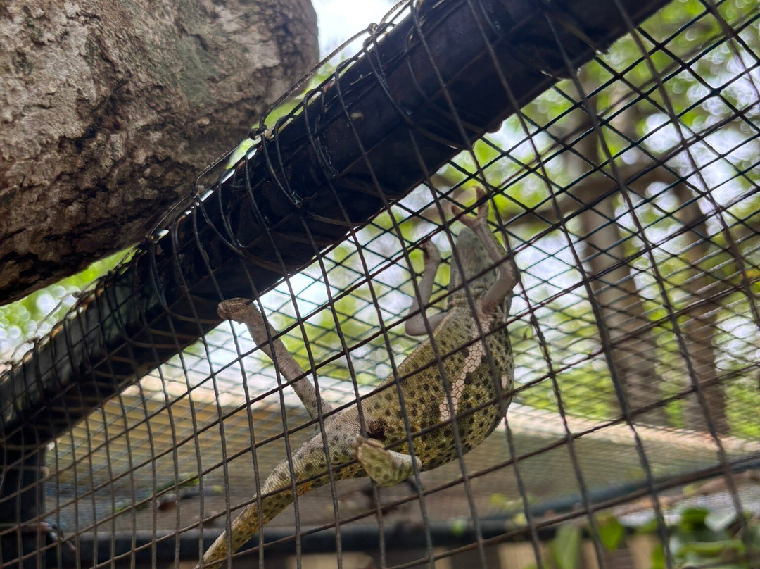 The Watamu Snake Farm-瓦塔木必去景点