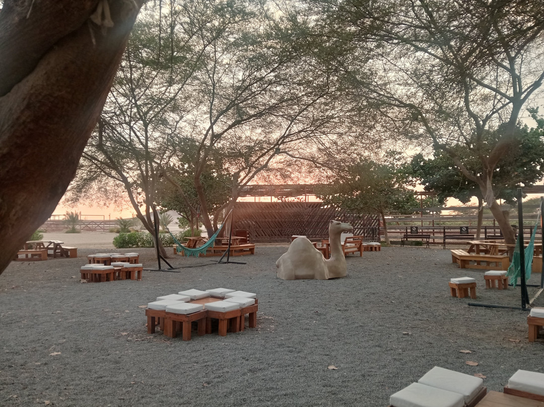 Dromedarius-伊卡必去景点