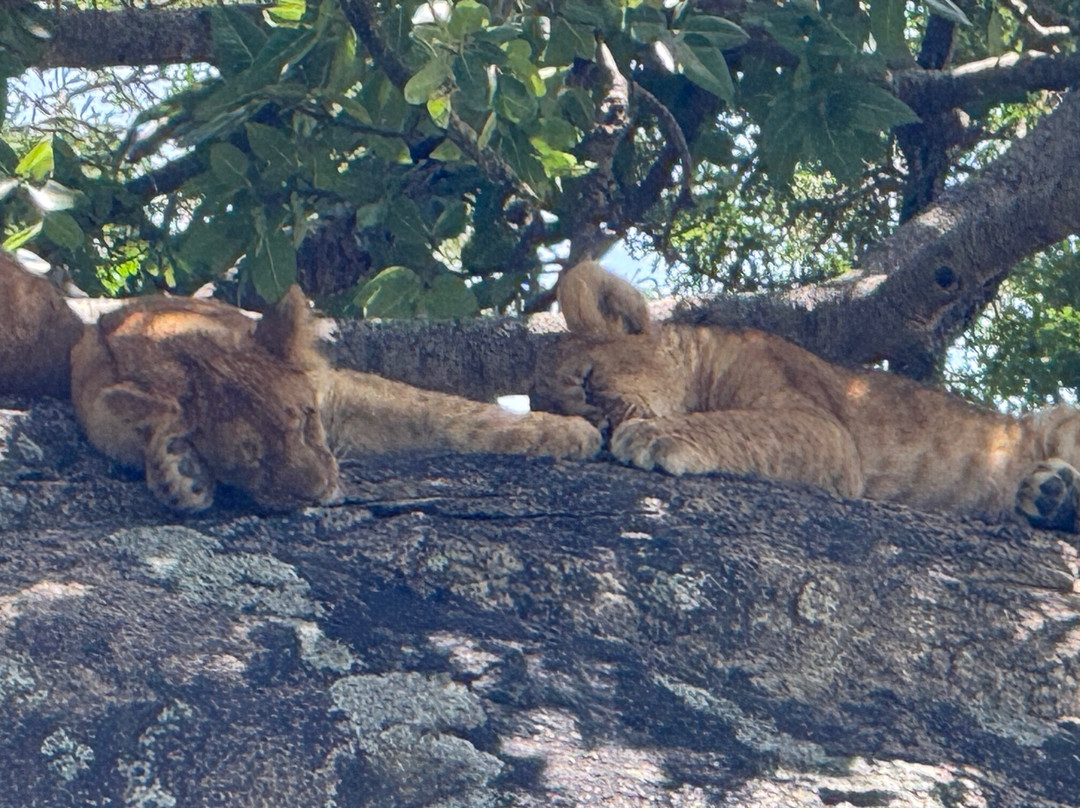 Thomson Safaris-塞伦盖蒂国家公园必去景点