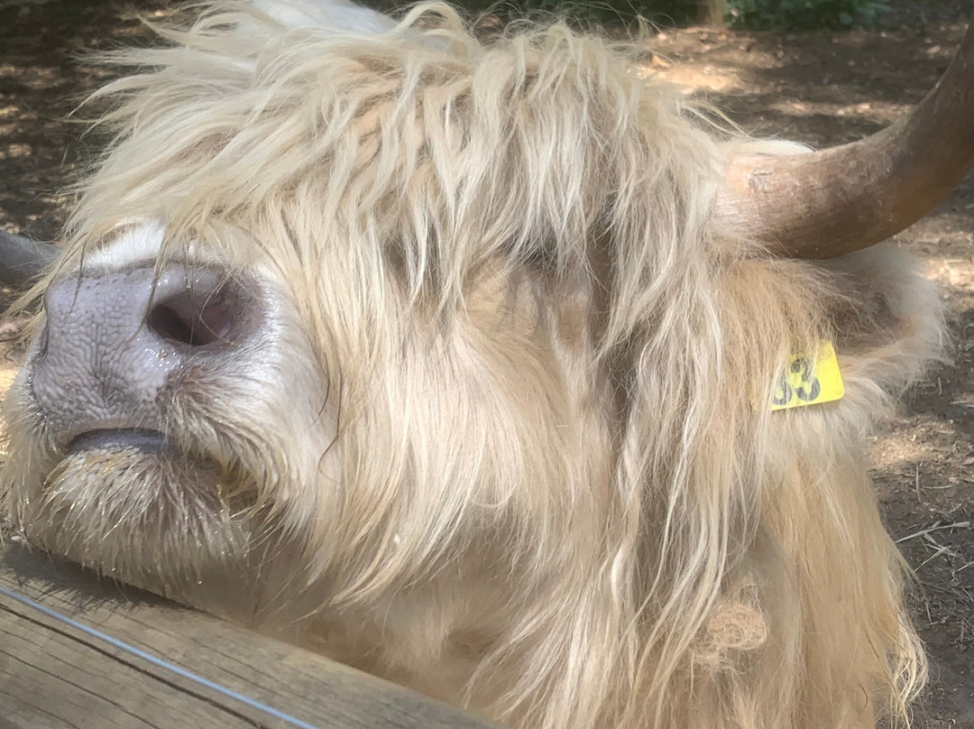 Denmark Animal Farm & Pentland Alpaca Stud-丹麦必去景点