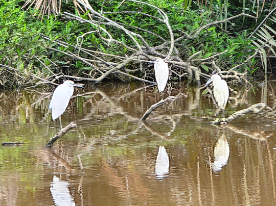 Brunei River-斯里巴加湾必去景点