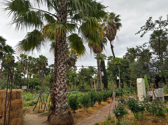 Flora Farms-洛斯卡布斯必去景点