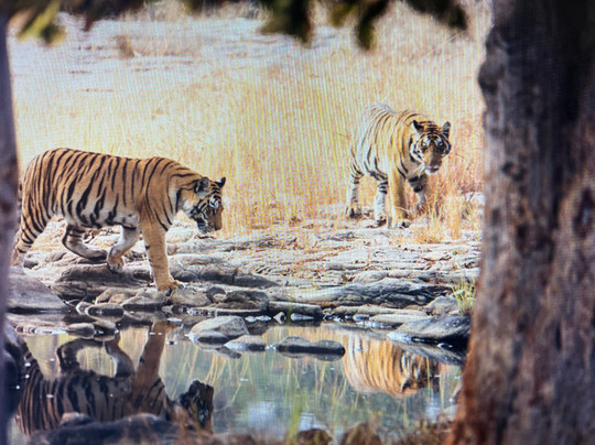 The Tiger Tours-瑟瓦伊马托布尔必去景点