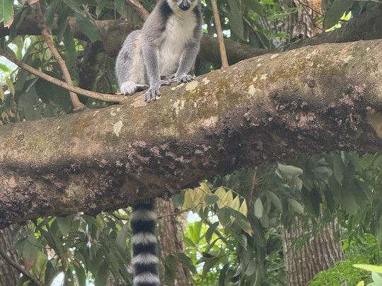 Dodi's Lemur Tours-Tolanaro必去景点