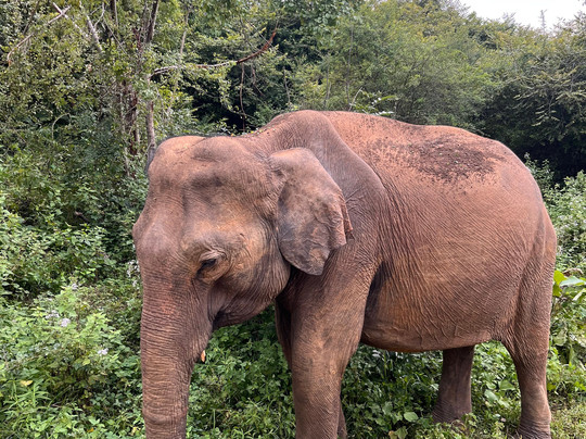 Lanka Safe Tours-科伦坡必去景点