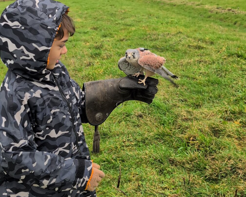 The British Bird of Prey Centre-喀麦登必去景点