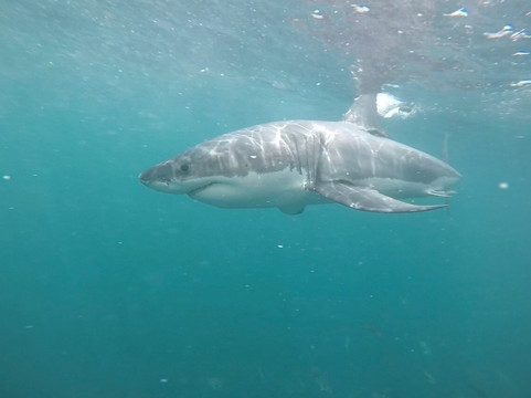 Shark Experience-布拉夫必去景点