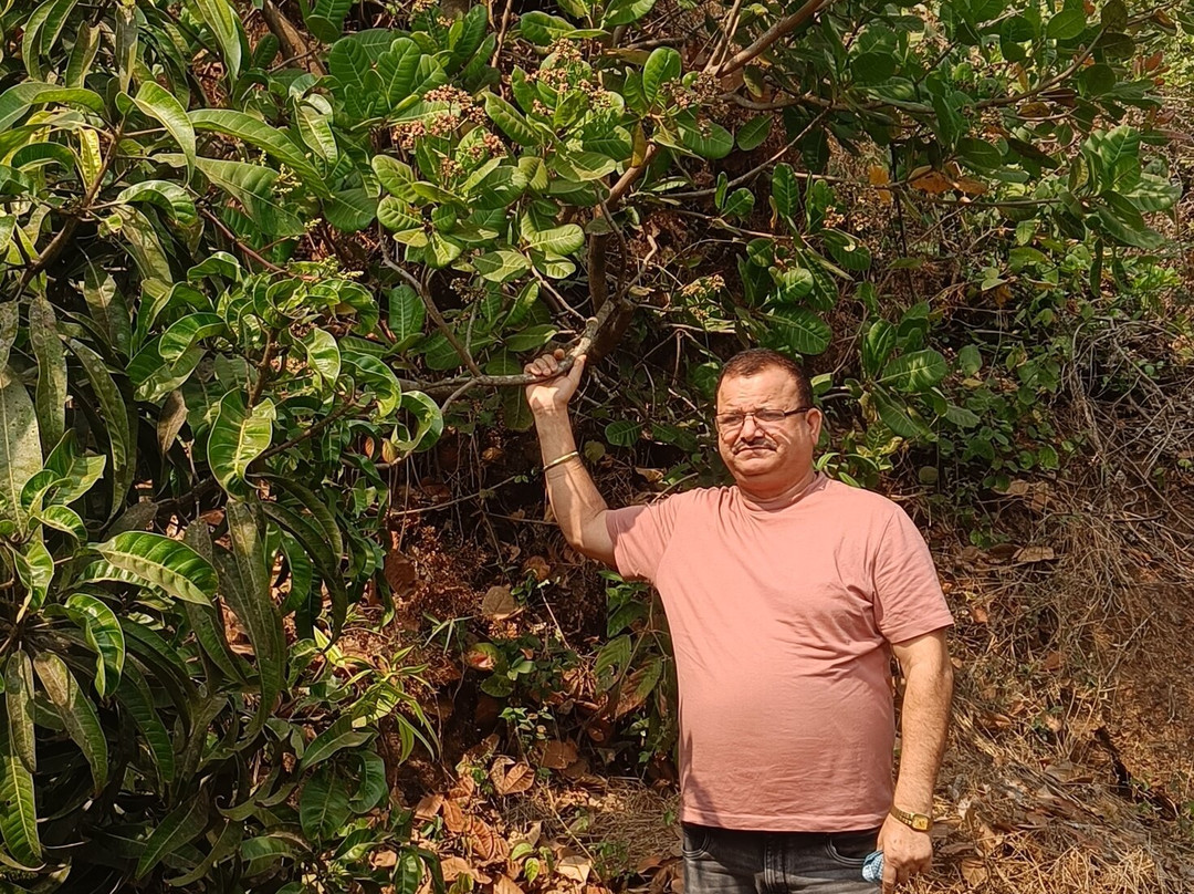 Konoha Eco Farmstay-Dapoli必去景点