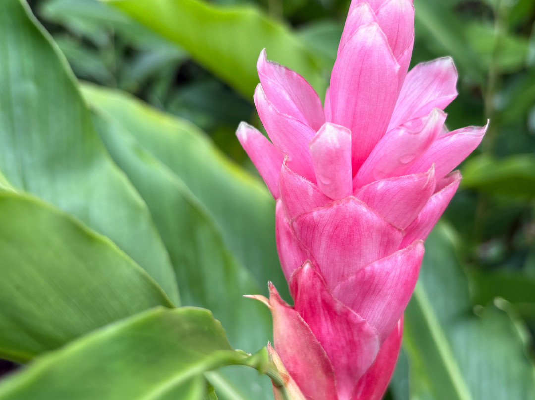 Plantation Beauvallon-Le Morne-Rouge必去景点