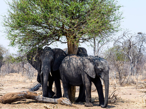 Kenya Wild Parks-内罗毕必去景点