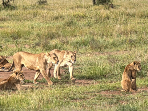 East Safari Tours-阿鲁沙必去景点