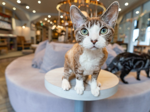 Cat Cafe Mocha Lounge Shibuya Koen-dori Branch-涩谷区必去景点