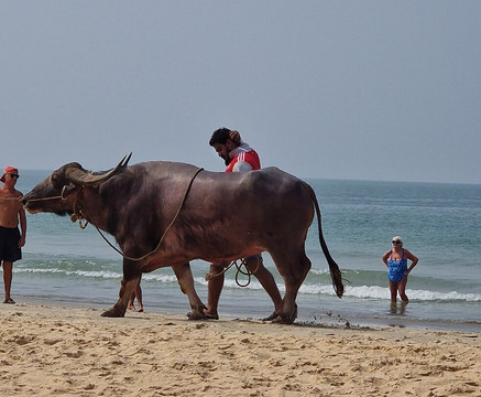 Benaulim Beach-奔闹林必去景点