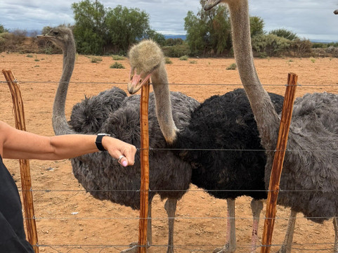 Highgate Ostrich Show Farm-奥兹洪必去景点