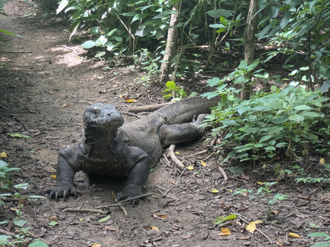 Top Komodo Tours-科莫多必去景点