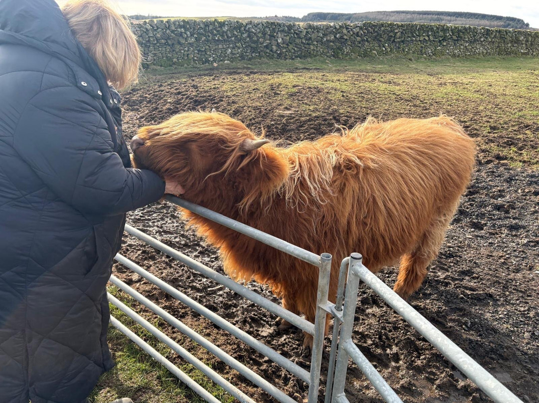 Kitchen Coos & Ewes-New Luce必去景点