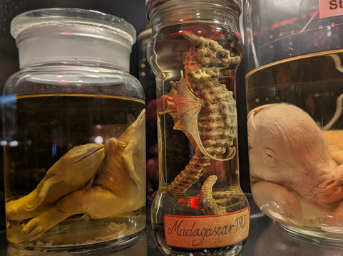 The Museum Of Curiosities-诺丁汉必去景点