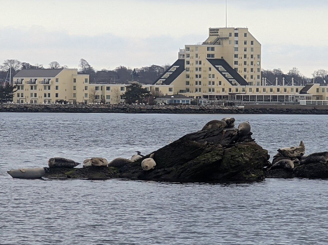 Save The Bay Seal Watch & Nature Cruises-纽波特必去景点