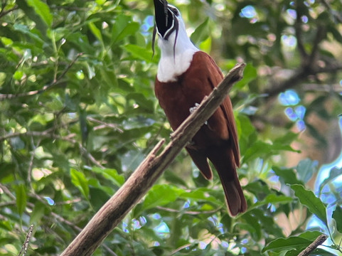 Mount Totumas Cloud Forest主图