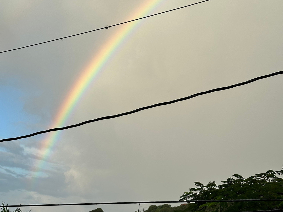 绿鬣蜥酒店主图