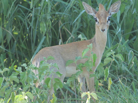 Duma Explorer-阿鲁沙必去景点
