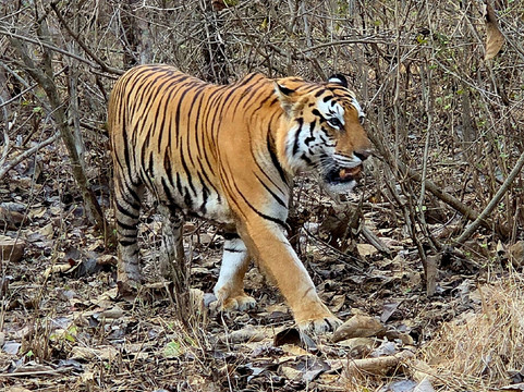 Panna National Park-Panna District必去景点